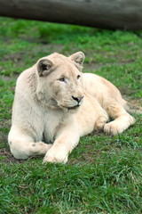 White lioness