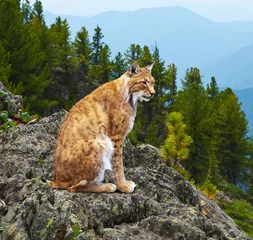 Poster lynx in wild gebied © JackF