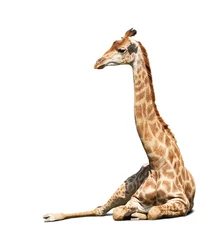 Crédence de cuisine en verre imprimé Girafe girafe sur blanc