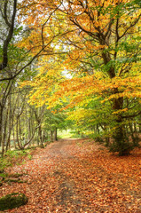 Path through Autumn Fall colorful forest landscape