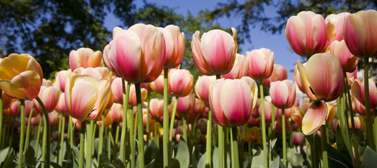Garden with tulip flowers