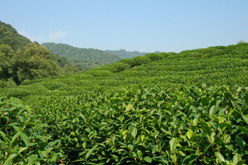 Fototapeta na wymiar Long Jing Tea Valley