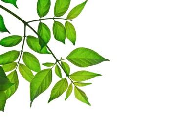 Fototapeta na wymiar green leaf isolated on white background