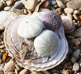 Sea shells and a crab