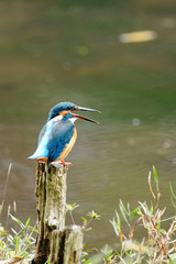 水辺のカワセミ