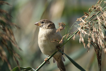 oiseau de profil © Arnaud LATHUILLE