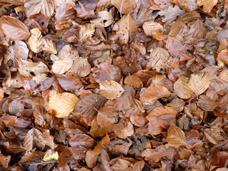 Laub, Herbstlaub
