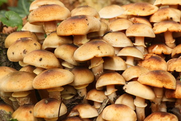 Pilz-Stapel