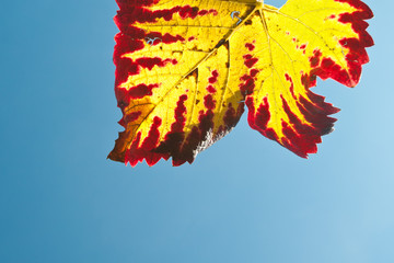 Blatt in rot und gelb