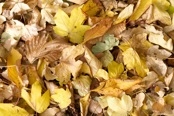 Crispy Autumn Leaves