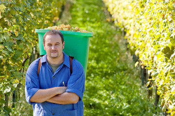 Vintner During The Harvest