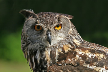 Eagle Owl