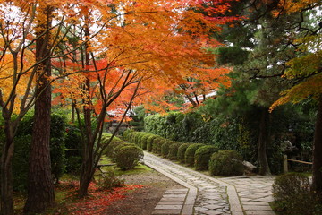 Naklejka premium A way in a japanese garden in Kyoto during the fall