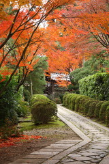 Fototapeta na wymiar Japoński ogród jesienią podczas upadku (Kyoto)