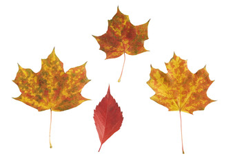 various autumn leaves, isolated on white background