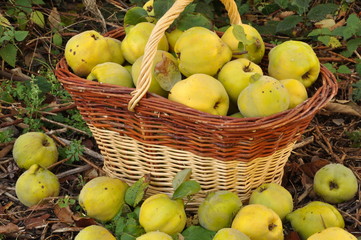 coings dans un panier