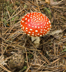Mushroom toadstool