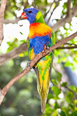 Australian rainbow lorikeets-Australia beautiful birds on branch