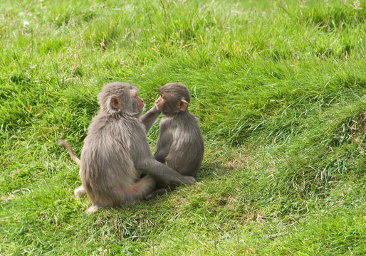 Monkeys Grooming Each Other