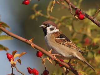 Tree Sparrow on branch, Passer montanus