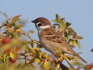 Tree Sparrow on branch, Passer montanus