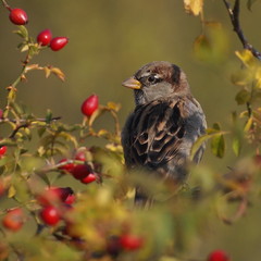 Tree Sparrow on branch, Passer montanus