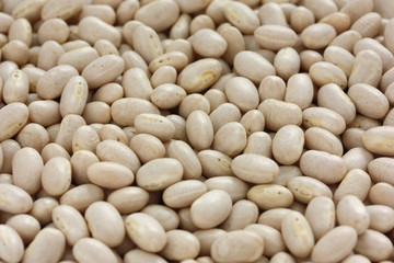 white navy bean