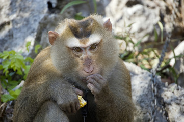 Chained monkey eating corn