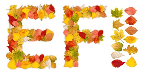 Characters E and F made of autumn leaves © SzF Ilka Erika