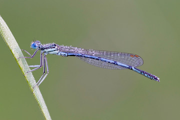 Blaue Federlibelle mit Tautropfen