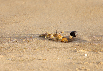 A beautiful pale yellow crab near its burrow