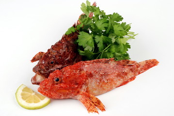 SCORFANI CON PREZZEMOLOE LIMONE