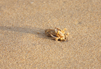 A crab with extended eye stalk