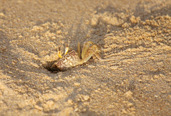 A closeup of crab with color blending with sand