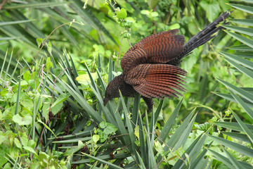 Beautiful crow pheasant