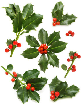 Christmas Holly Set - Green Leaf, Red Berry And Twig