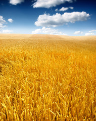 Fototapeta premium Wheat field