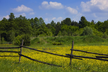 green fields with flowers and forest