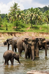 elepants bathing