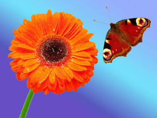 Closeup of daisy-gerbera