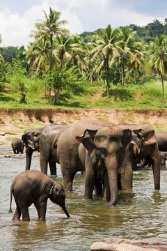 elepants bathing