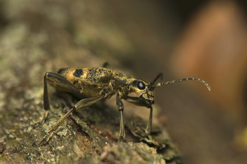 Fototapeta premium Rhagium modrax