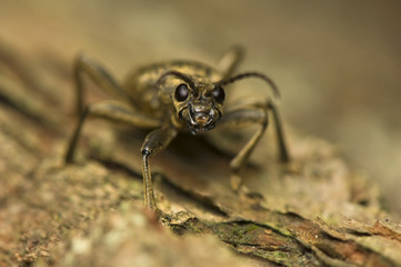 Rhagium modrax