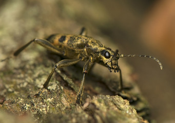 Rhagium modrax