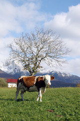 Fototapeta na wymiar krowy w Cansiglio