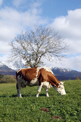 Fototapeta na wymiar krowy w Cansiglio