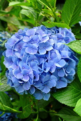 Obraz premium Huge Blue Hydrangea