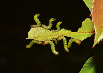 caterpillars team eating a leaf on the dark background