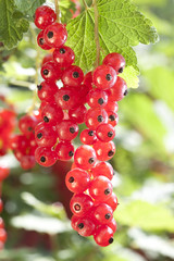 Bunch of Red Currant