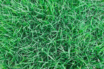 Close up of green grass